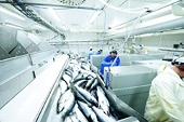 Seafood exports to EU losing sheen
