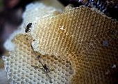 Senator accuses China of "honey laundering"