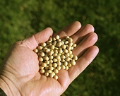 Soybeans Rise as China Increases Cooking-Oil Imports From U.S.