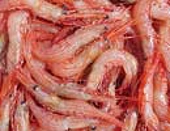 Shrimp exporters hope to gain from US oil spill damage