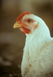 WTO against US poultry ban