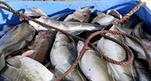 Euro zone debt crisis impacts seafood exports