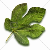 Anti-dumping merely fig leaf for protectionism