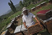 In evading tariffs, Chinese producers pour inferior honey into U.S.