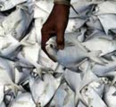(India) Govt likely to withdraw export incentives for marine sector
