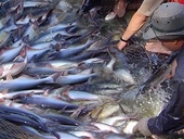 US imposes high anti-dumping taxes on Vietnam’s tra fish