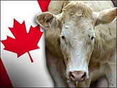 S. Korea, Canada to continue talks on beef import ban next week