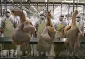 WTO says US ban on Chinese poultry is illegal