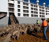 Australia: Fremantle MP backs live export ban