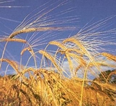 Ukraine: Ministry of Economy to promulgate the project of the decree on imposition of grain export quotas