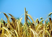 Ukraine: Prime-Minister offers to impose zero import duties for rye and buckwheat