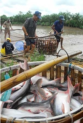Vietnam: Floor prices set for tra fish exports