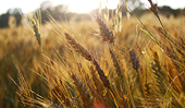 Russia extends grain export embargo