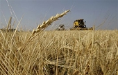 Russia: Government promulgated the Decree on prolongation of the grain export ban