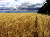 Grain export quotas imposition in Ukraine not to effect Russia