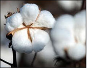 US: Major textile groups urge action against India on cotton