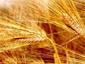 Russia Delays Decision to Scrap Grain-Import Duty After Drought