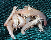 US reviews anti-dumping rules on seafood