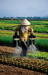 WTO proves mixed blessing for local farmers