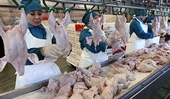 Mexico begins antidumping probe of U.S. chicken