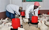 South African poultry firms consider antidumping case