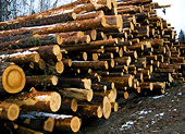 Russia to cut timber duty when joins WTO -EU trade chief