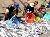 USDA Announces Proposed Rule for the Inspection of Catfish and Catfish Products