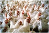 South Africa - Poultry dumping allegation