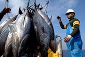 New WTO Report Emphasizes Need for Strong Rules to Rein in Fisheries Subsidies