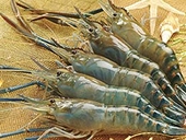 US cuts anti-dumping tariffs on Vietnamese shrimp