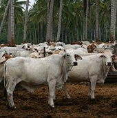 Australia: Cattle export ban follows WTO rules