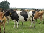 Australia lifts ban on live cattle exports to Indonesia 
