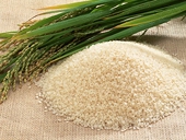 Rice export makes huge progress, says assn.