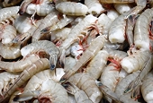 WTO finds for Vietnam in U.S. shrimp dumping case