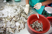 US brings down dumping duty for Thai shrimp