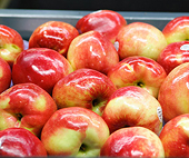 Australia allows importation of New Zealand apples
