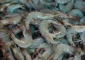 Seafood exporters protest US ‘zeroing' in on Indian shrimp