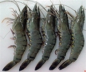 India: Anti-Dumping Duties Invite Legal Action from Shrimp Exporters