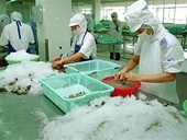 WTO ruling favours Viet Nam shrimp exports