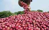 India: Traders protest onion export ban