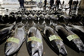 WTO says US "dolphin-safe" rules restrict Mexico tuna