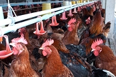 Korea-US FTA to cause large reduction of farm production