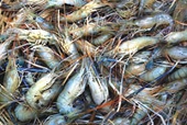 WTO Ruling On Vietnamese Shrimp Is One of Many Rulings Against U.S.