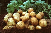 Australia: Vegie growers support anti-dumping policy