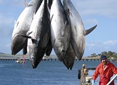 Mexico Appeals WTO Ruling on U.S. Limits on Tuna Imports