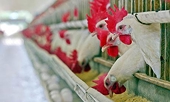 Brazilian Poultry Exporters Challenge South African Anti-Dumping