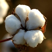 India Decides to End Cotton-Export Ban After Protests From Growers, China