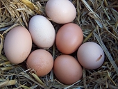 India Fails to Lift Restrictions on US Poultry in Consultations