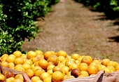 Brazil: CitrusBR doesn't expect to win appeal against dumping