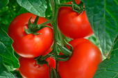 U.S. tomato farmers say want to dump Mexico deal